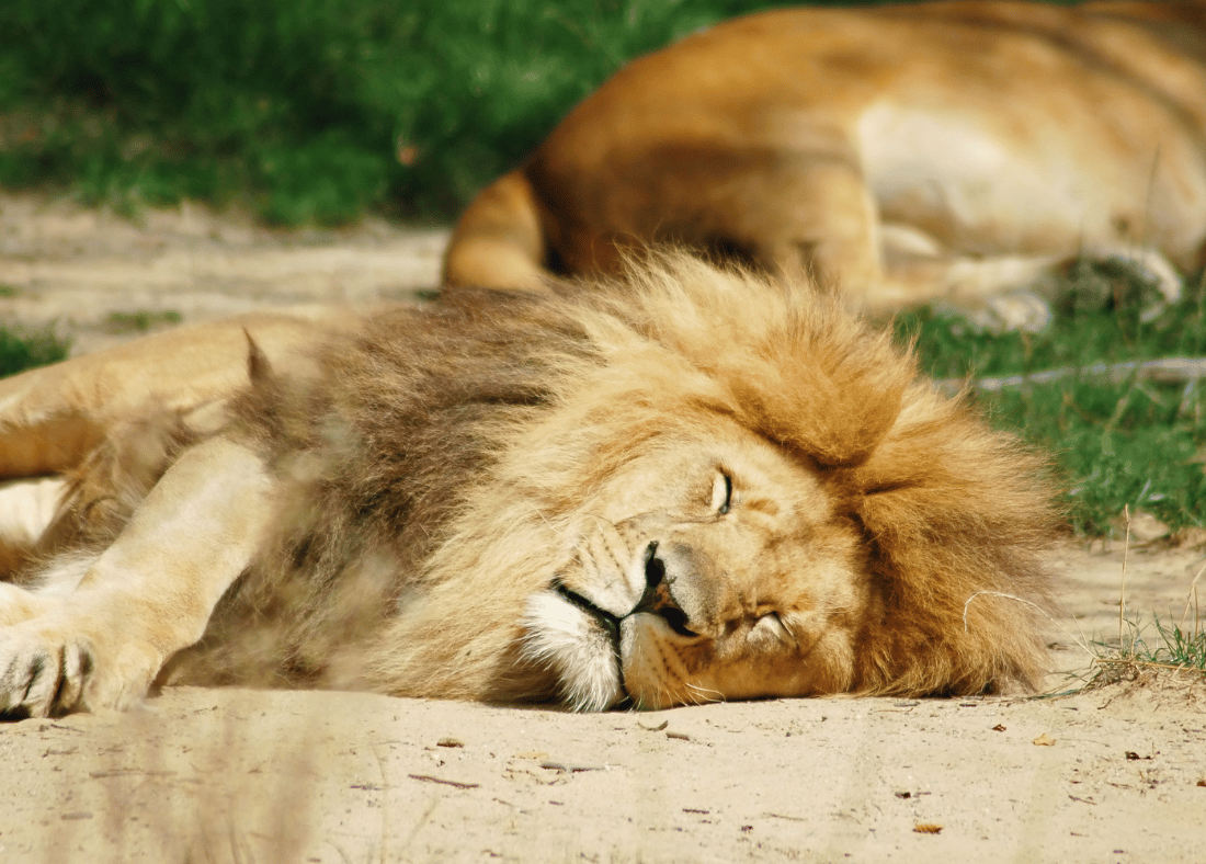 Sleeping Lion Chronotype